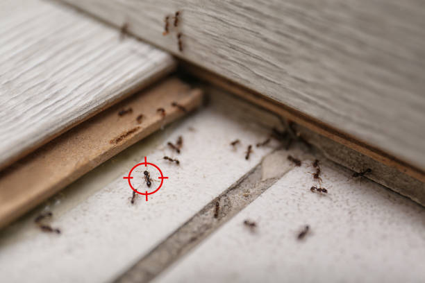 Best Termite Control Services  in Clay, AL